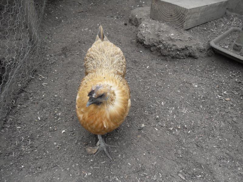 Butterscotch's head and neck feathers are nearly back in