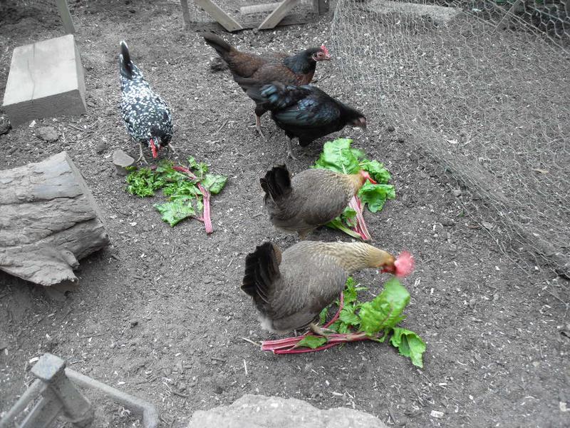 The chard stems keep the girls occupied