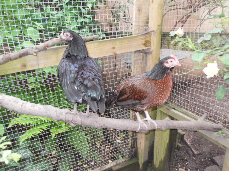 Emerald and Toffee are both moulting