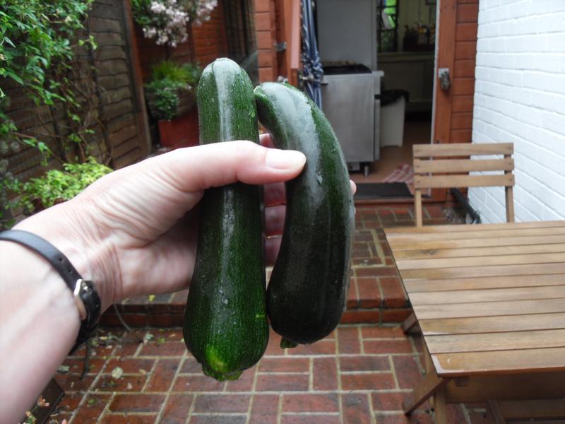 The first courgettes of the year