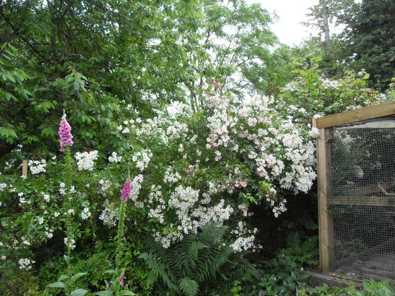 The rose by the chicken run