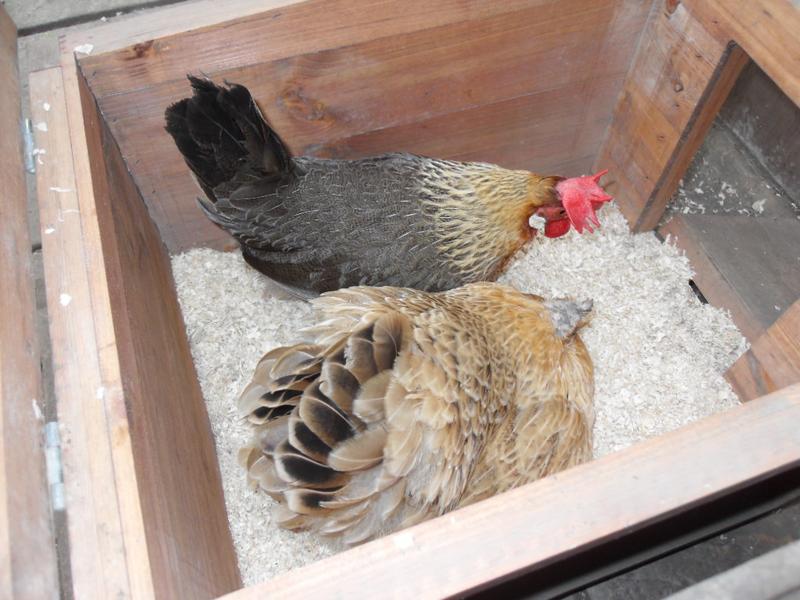 It's Barley's turn to share the nest box with Butterscotch