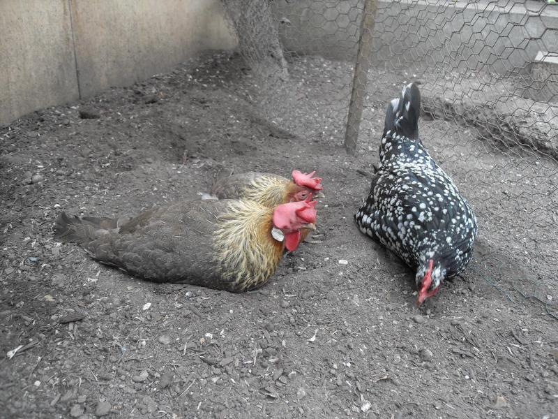 Peaches and Barley watch Speckles with interest