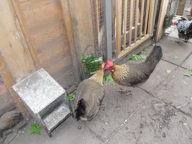 Peaches and Barley at the right hand feeder