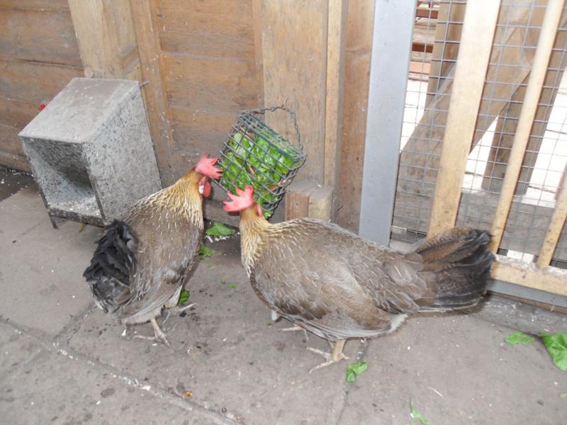 Peaches and Barley at the left hand feeder