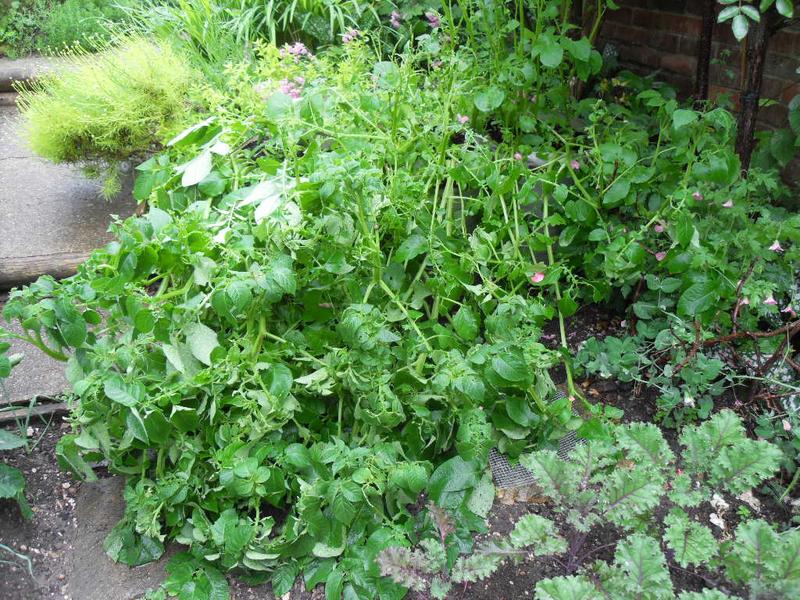 potatoes after the rain