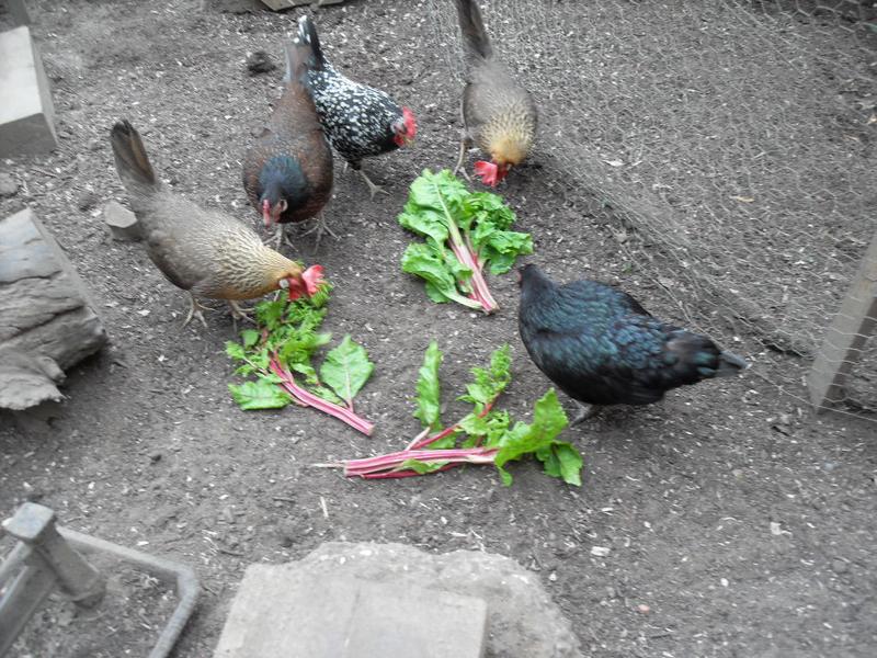 The girls enjoy some chard stems