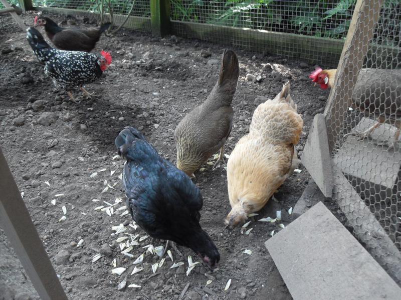 The girls love rose petals