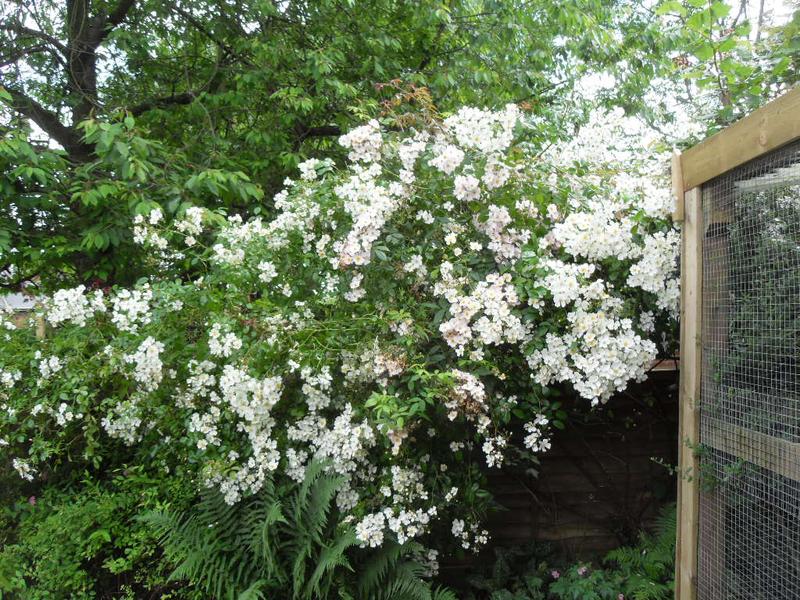 The rose next to the chicken run