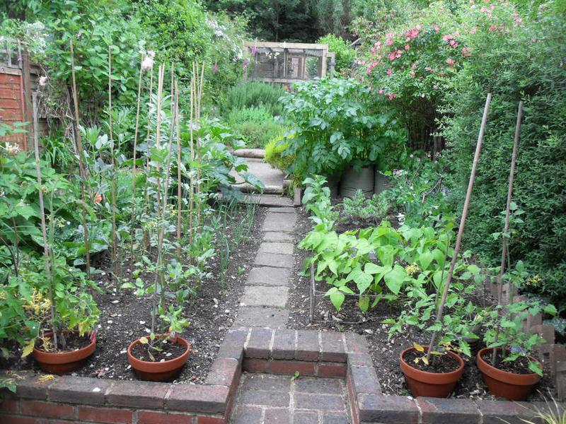 The veg plot