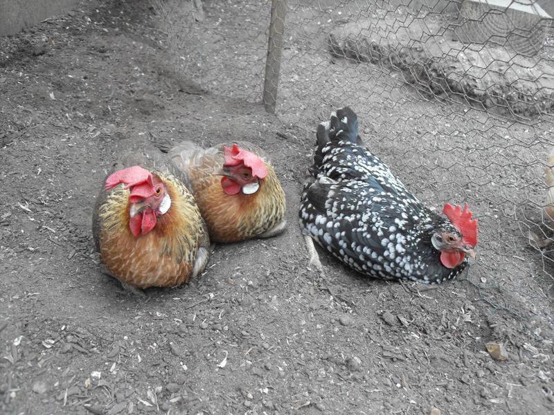 Three girls dust bathing together