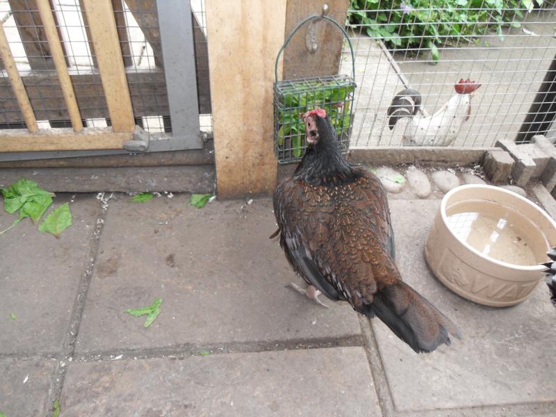 toffee at the feeder