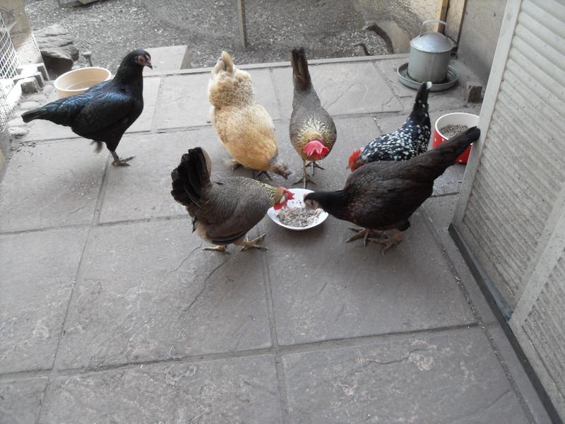 They are enjoying the fish and I hope it will help with feather production