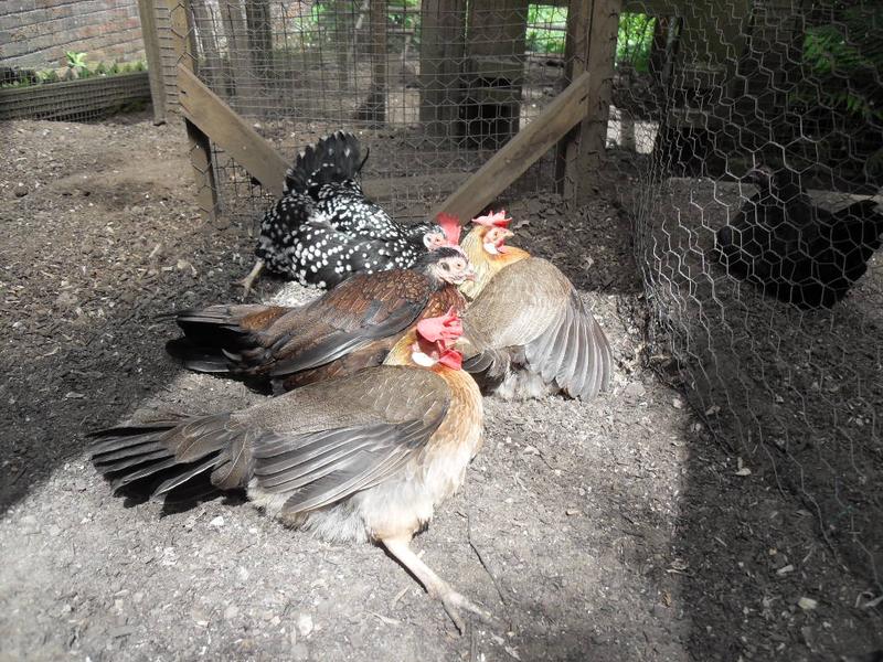 A heap of sun bathing chickens