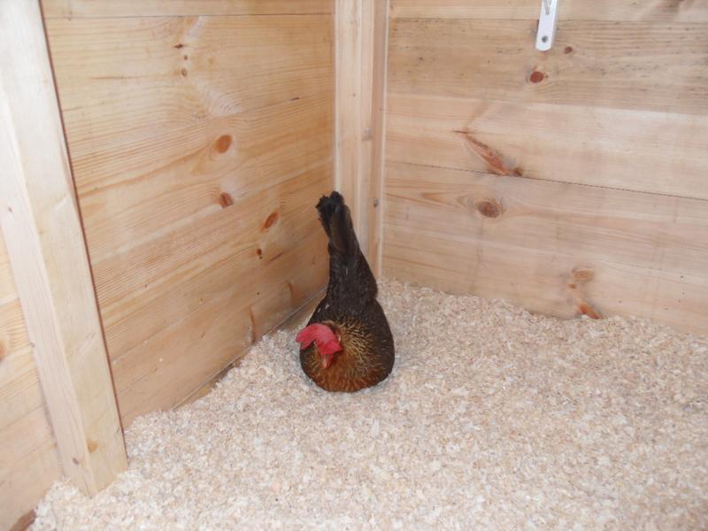 Barley has made a nest in the corner of the shed