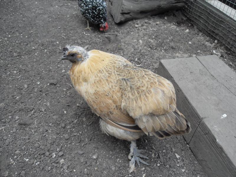 Butterscotch as usual has pin feathers on her head and neck