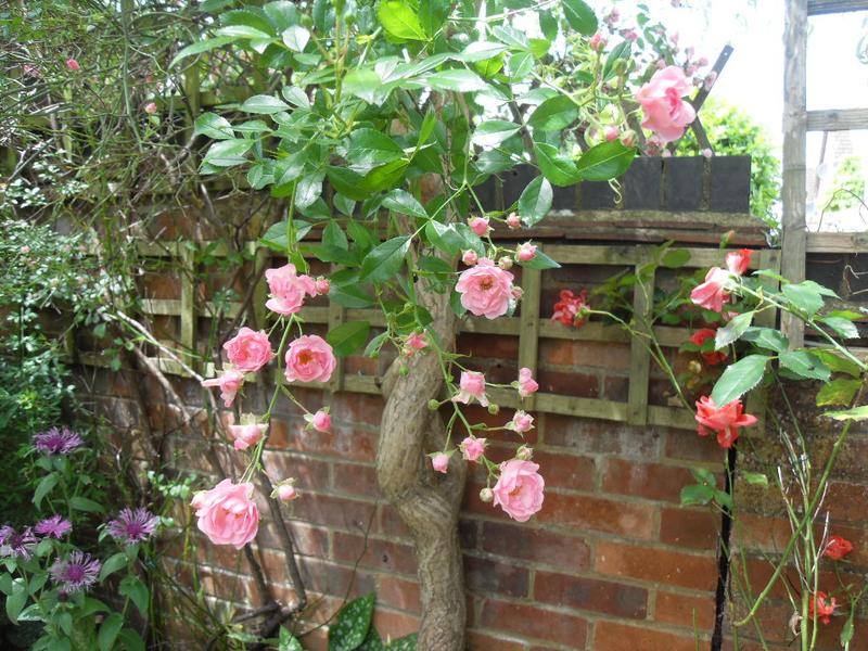 This rose has lots of small pale pink blooms