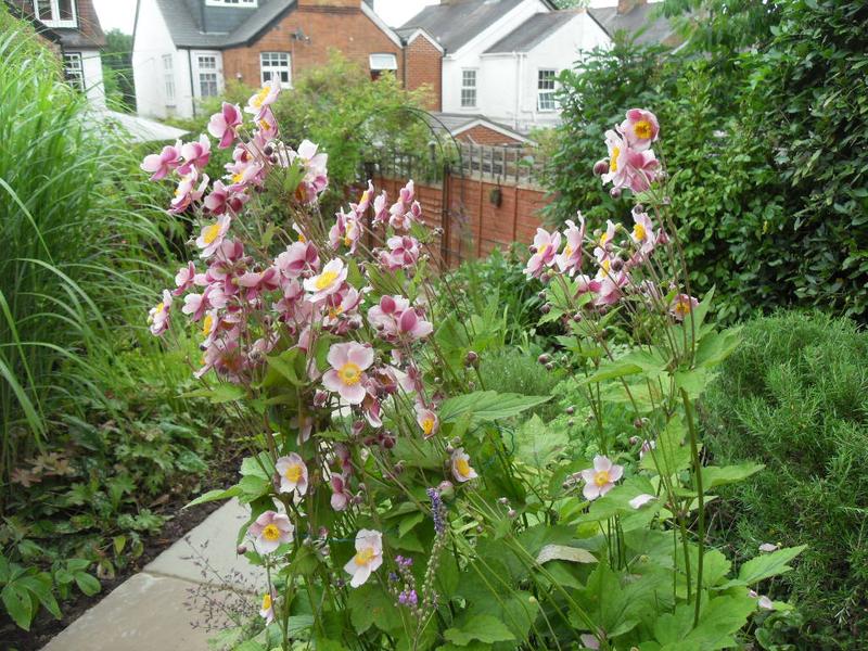 half way down the garden looking back down