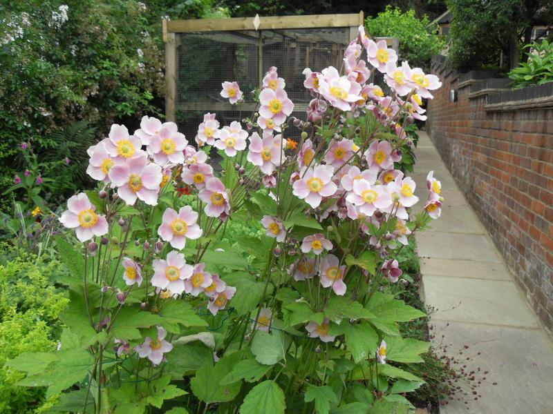 Anemone half way up the garden