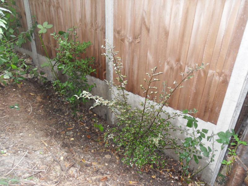 The rubble cleared and the ground planted