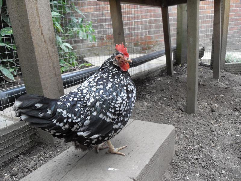 Speckles watches them from the wooden block