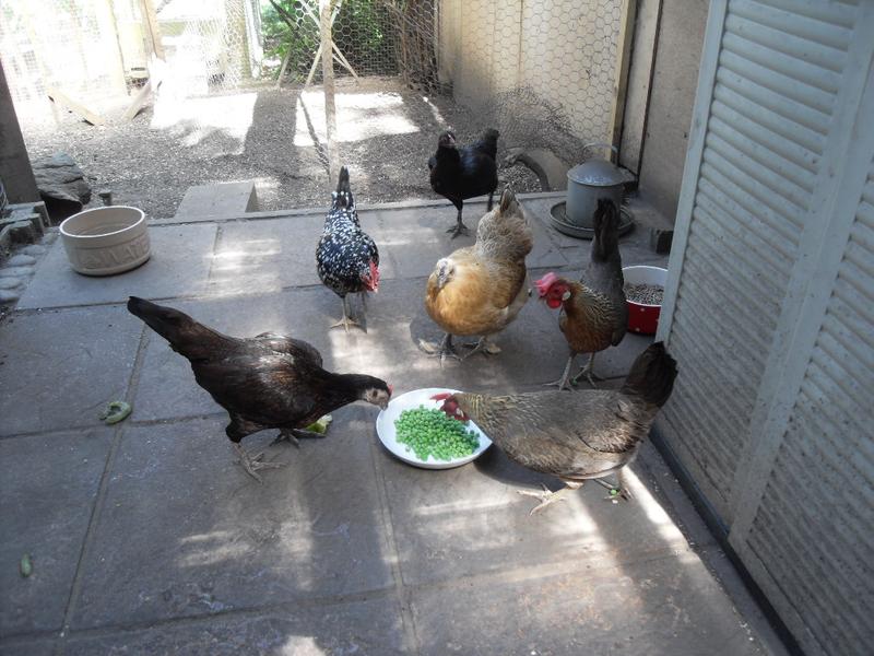 They all rushed over to the dish of very cold peas