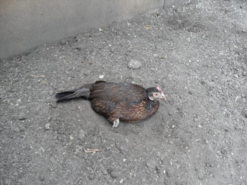 Toffee is having a dust bath