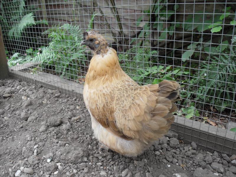 Butterscotch's head and neck feathers are so nearly back in