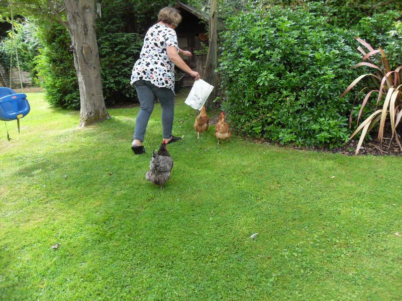 Debbie gets her girls back in the run with the lure of the meal worms