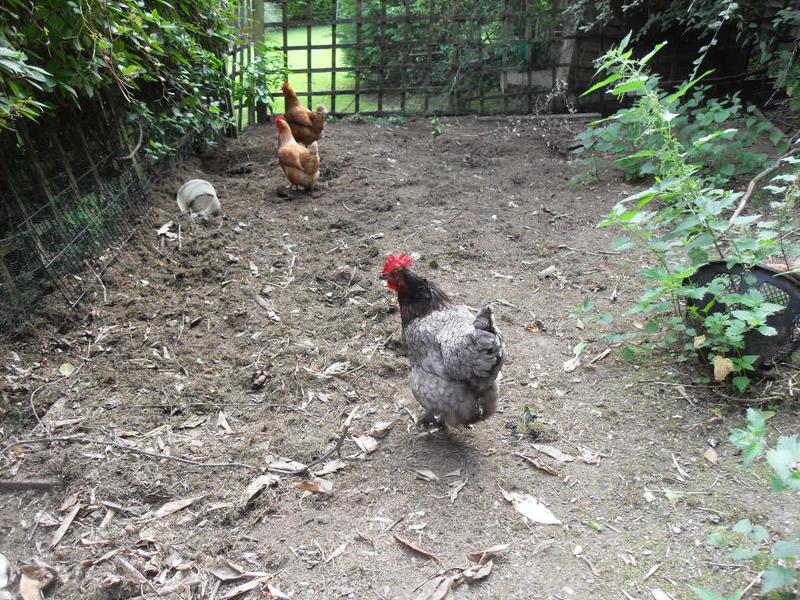 Debbie's three girls in their run