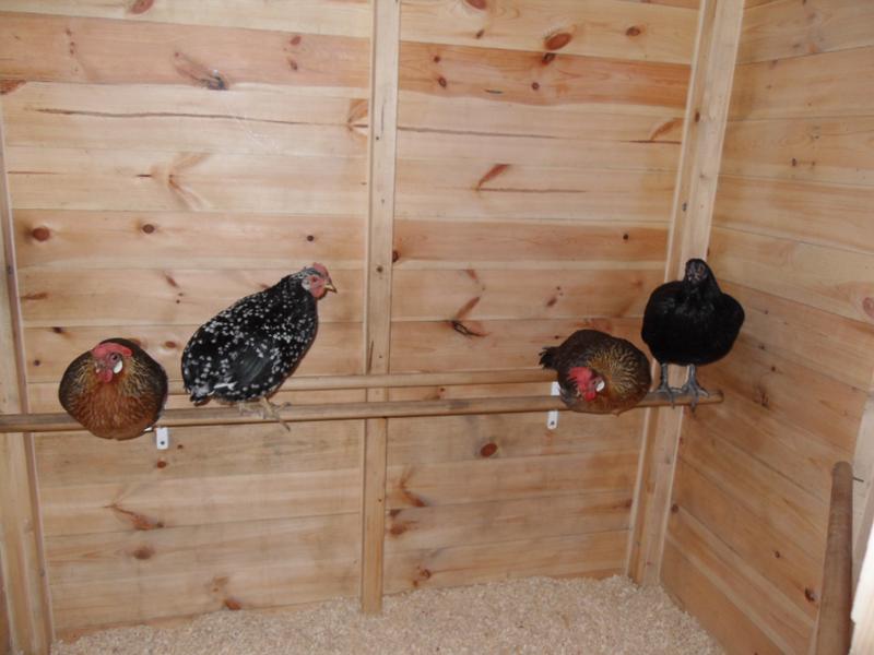 Four girls in the shed at bedtime