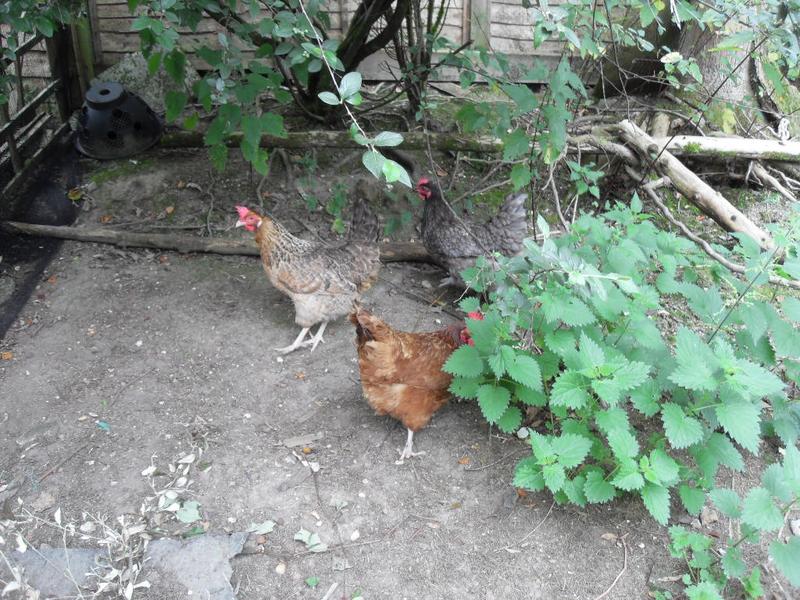 Jackie's three girls in their new run