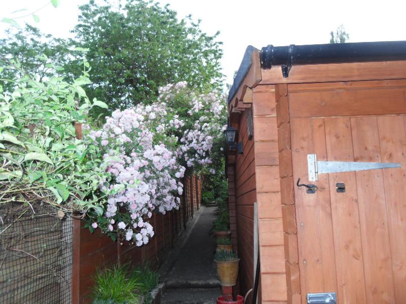 Our rose on our boundary fence