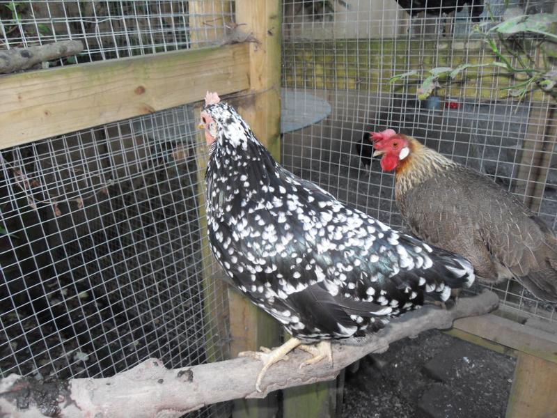 Speckles has more white on her head than before she moulted