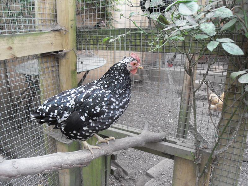 Speckles head feathers stick up