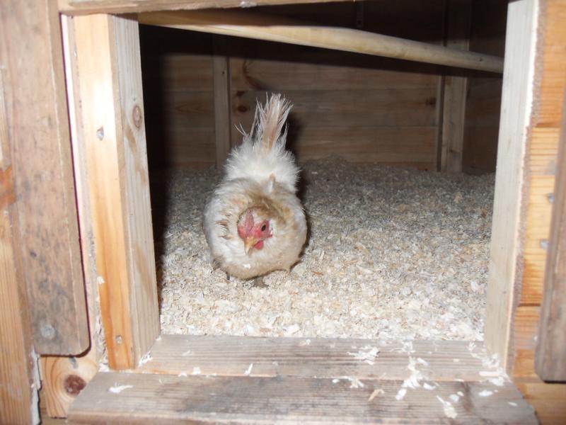 At half past six Caramel made her way to the chicken shed