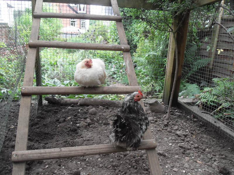 Caramel and Pebbles perching on the ladder this morning