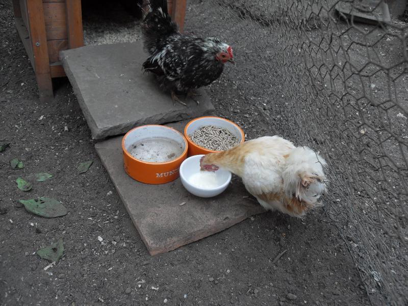 Caramel likes the yogurt but Pebbles isn't sure