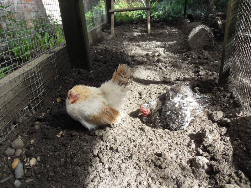 Caramel stands by while Pebbles has a dust bath