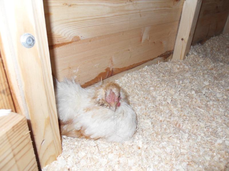 Caramel settles in the usual corner