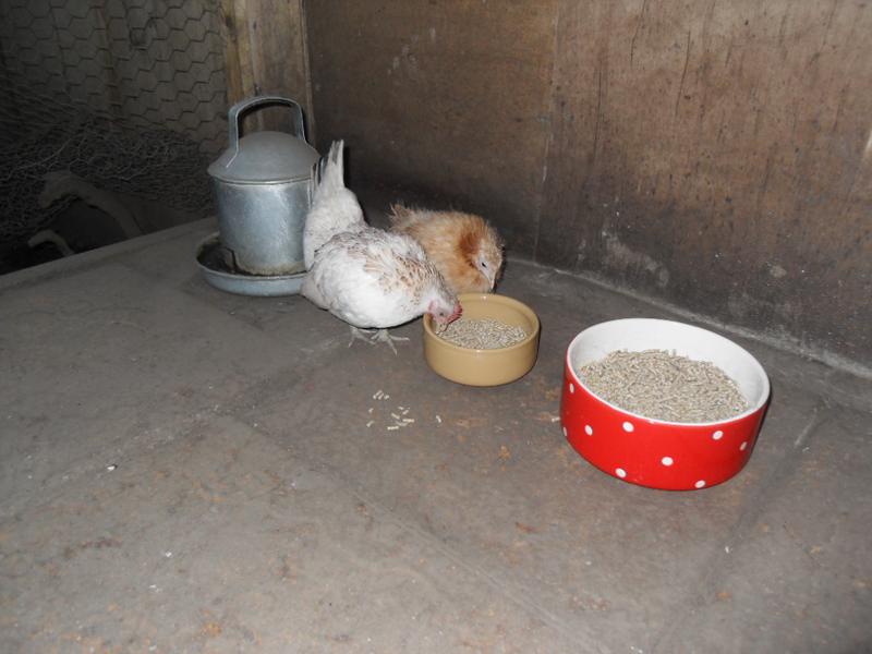 Freckles and Rusty go to the food dish