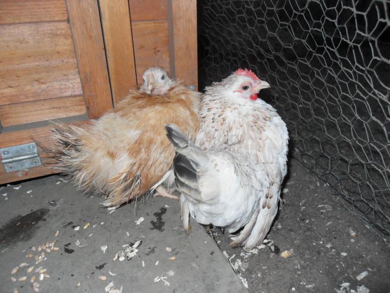 I had to close the little coop to stop the new girls going straight back in