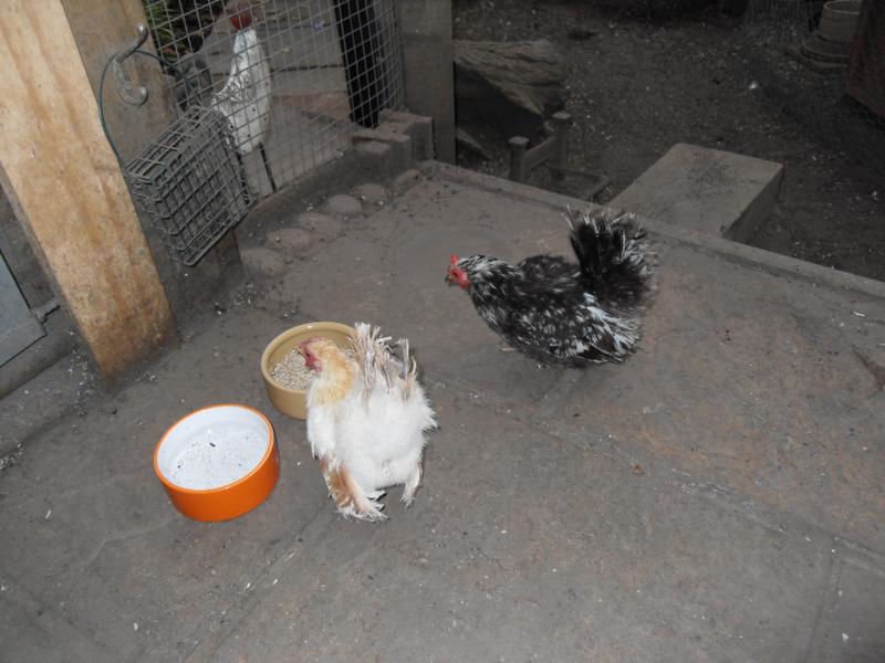 Straight to the food dish