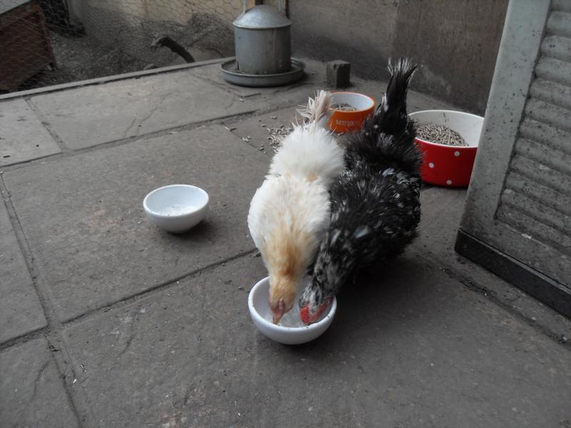 Later in the day both little girls share some yogurt