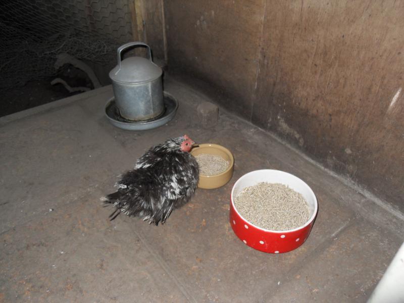 Pebbles goes to the food dish