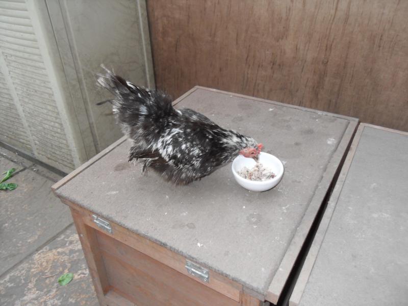 Pebbles has her own dish