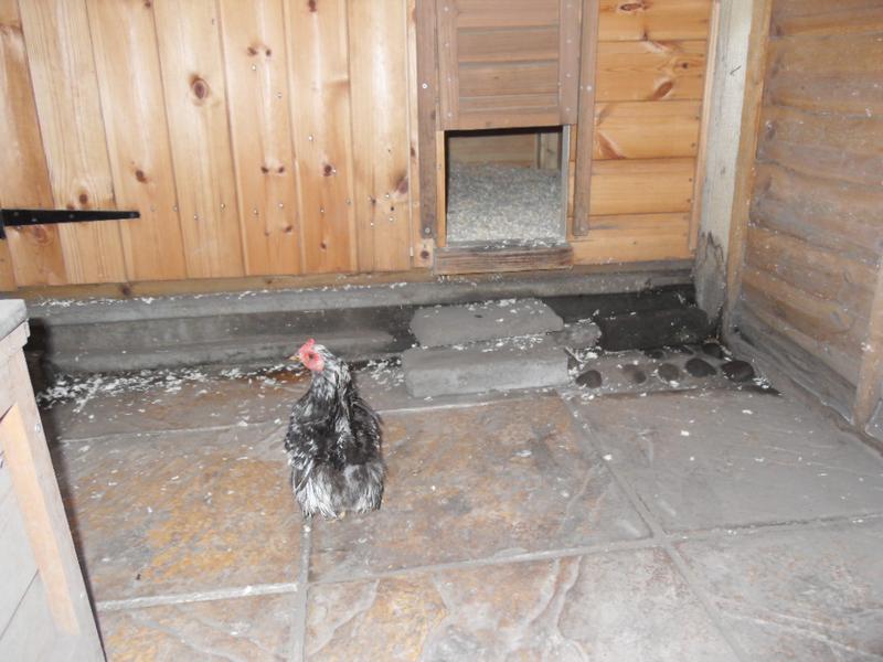 Pebbles heads towards the chicken shed
