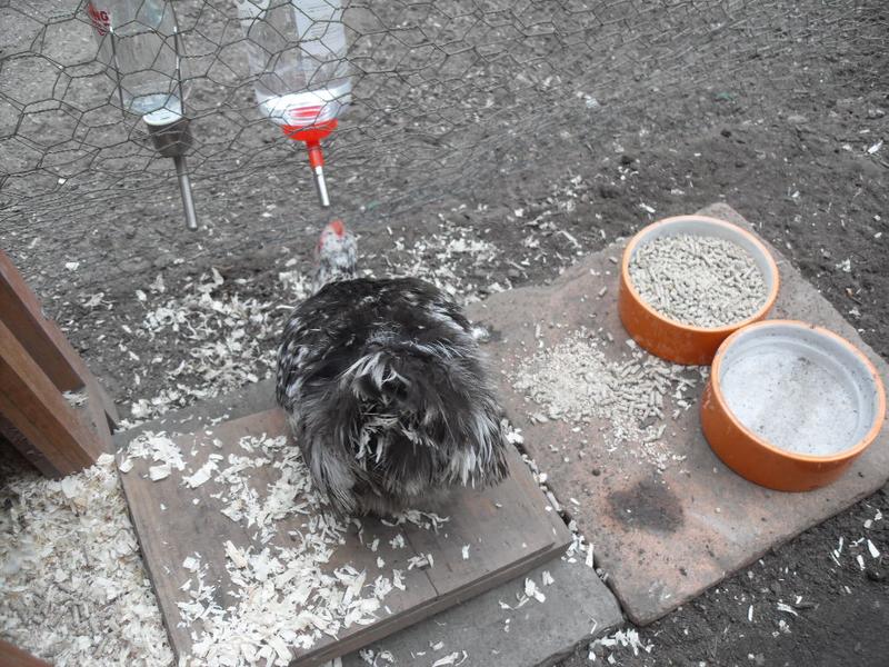 pebbles tries the water bottle