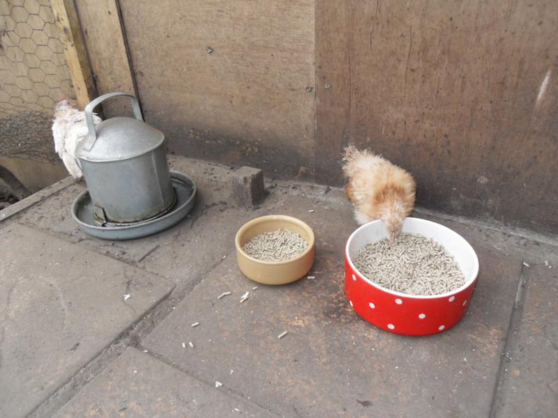 Rusty finds the big food dish