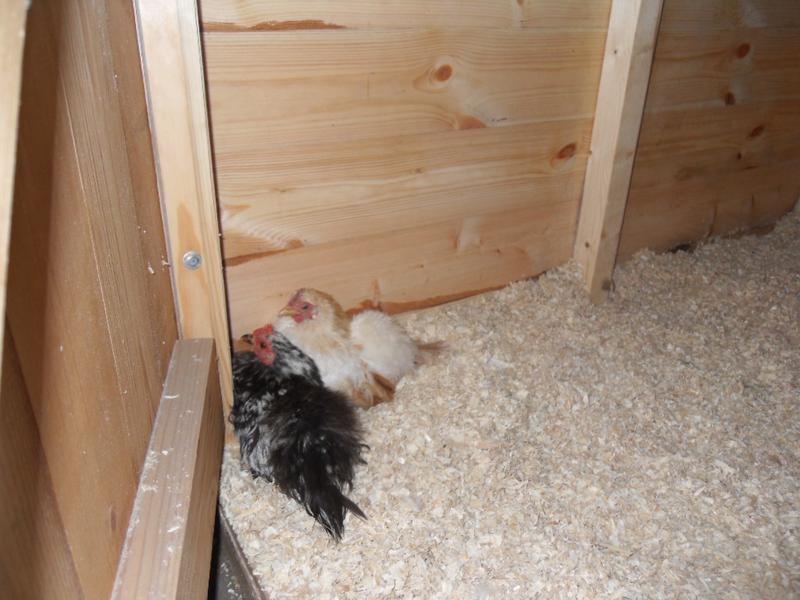 The little girls in the chicken shed at bedtime